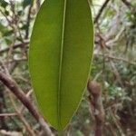 Calophyllum tacamahaca leaf picture by S. Dufour-Kowalski (cc-by-sa)