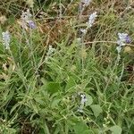 Salvia reflexa flower picture by P. Van Ness (cc-by-sa)