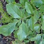 Fraxinus ornus habit picture by Yoan MARTIN (cc-by-sa)