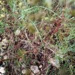 Trinia glauca habit picture by etienne copeaux (cc-by-sa)