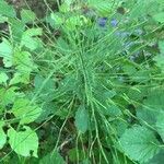 Equisetum sylvaticum leaf picture by claude lerat -gentet Mme (cc-by-sa)