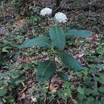 Asclepias variegata habit picture by Eli Small (cc-by-sa)