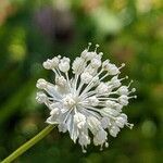 Astrantia minor flower picture by Denis Bastianelli (cc-by-sa)