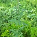 Sisymbrium loeselii leaf picture by Андрей Паринов (cc-by-sa)