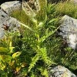 Cirsium spinosissimum habit picture by Jacques Zuber (cc-by-sa)