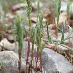 Crucianella angustifolia habit picture by Yoan MARTIN (cc-by-sa)