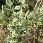 Artemisia douglasiana fruit picture by Elle Emme (cc-by-sa)