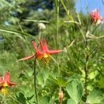 Aquilegia formosa flower picture by Eric Gordon (cc-by-sa)