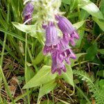 Penstemon whippleanus flower picture by Jack Pommer (cc-by-sa)