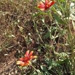 Gaillardia pulchella habit picture by Mátyás Hegedüs (cc-by-sa)