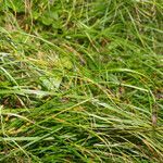 Carex frigida habit picture by Martin Bishop (cc-by-sa)