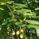 Tilia platyphyllos fruit picture by Bea Veres (cc-by-sa)