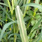 Echinochloa crus-galli leaf picture by Luc Lambert (cc-by-sa)