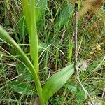 Dactylorhiza elata leaf picture by josiane Morineau (cc-by-sa)