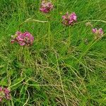 Pedicularis pyrenaica habit picture by Nicolas Lagarrigue (cc-by-sa)