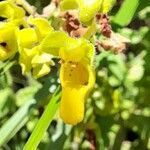 Calceolaria teucrioides flower picture by Trap Hers (cc-by-sa)