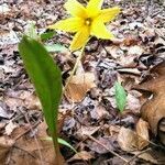 Erythronium rostratum flower picture by Frances Craig-Bettis (cc-by-sa)