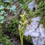 Corallorhiza trifida flower picture by Claus-Dieter Seidel (cc-by-sa)