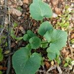 Viola palustris leaf picture by Amber LeBlanc (cc-by-sa)