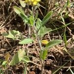 Sisymbrium orientale habit picture by John Thompson (cc-by-sa)