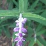 Salvia leucantha flower picture by Estefania Escobar (cc-by-sa)