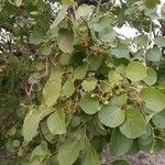 Cordia dichotoma leaf picture by Binodkumar Regmi (cc-by-sa)