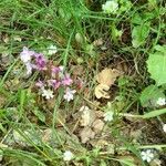 Orchis quadripunctata habit picture by bas yves (cc-by-sa)