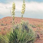 Yucca angustissima flower picture by Martin Bishop (cc-by-sa)