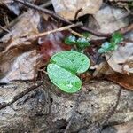 Dichondra carolinensis leaf picture by Casey Harmon (cc-by-sa)