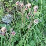 Geum rivale flower picture by Christian Schaufelberger (cc-by-sa)