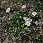 Erigeron karvinskianus habit picture by Jeff B (cc-by-sa)