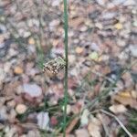 Juncus effusus flower picture by Christofer Angé (cc-by-sa)