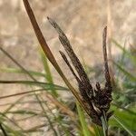 Carex acutiformis fruit picture by Diego Alex (cc-by-sa)