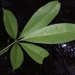 Eriotheca globosa leaf picture by Lisa Moreno (cc-by-sa)