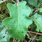 Solanum incanum leaf picture by mafumane moeng (cc-by-sa)