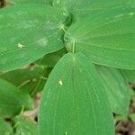 Uvularia grandiflora leaf picture by jude s (cc-by-sa)