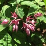 Clerodendrum thomsoniae flower picture by sebmoorea (cc-by-sa)