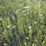 Daucus muricatus habit picture by Monteiro Henrique (cc-by-sa)