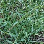 Setaria verticillata habit picture by Burg Garten (cc-by-sa)