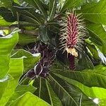 Barringtonia edulis flower picture by Tony Bryhan (cc-by-sa)