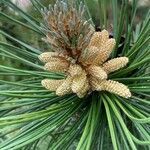 Pinus mugo flower picture by Jacques Zuber (cc-by-sa)