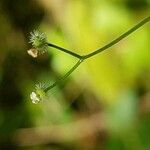 Galium rotundifolium fruit picture by Nicolas Lagarrigue (cc-by-sa)