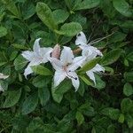 Rhododendron arborescens flower picture by Natures Guy (cc-by-sa)