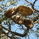 Aspidosperma quebracho-blanco fruit picture by Muzzachiodi Norberto (cc-by-sa)