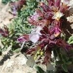 Teucrium thymifolium flower picture by Antonio C. (cc-by-sa)