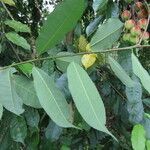 Mabea occidentalis leaf picture by SINAC Pérez Greivin (cc-by-sa)