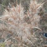 Andropogon virginicus fruit picture by Caleb Usadi (cc-by-sa)