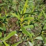 Cistus monspeliensis leaf picture by Dany Henrotte (cc-by-sa)