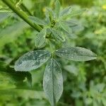 Medicago sativa leaf picture by Nolwenn Flėho (cc-by-sa)