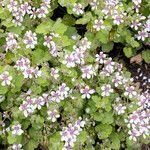 Erodium trifolium flower picture by Martin Bishop (cc-by-sa)